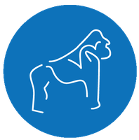 Beringei