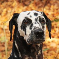 DalmatinerDB